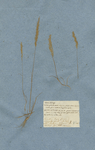 Festuca clodiensis