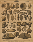 Foraminifera. Protozoa. Foraminifera