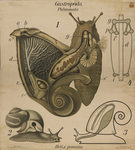 Gastropoda. Pulmonata. Helix pomatia