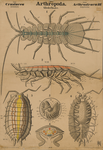 Arthropoda. Crustacea. Arthrostraca (II)
