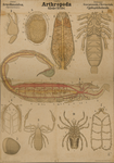 Arthropoda. Arachnoidea. Acorpionida. Chernetida. Cyphophthalmida