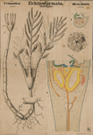 Echinodermata. Crinoidea. Brachiata