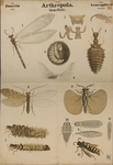 Arthropoda. Insecta. Neuroptera