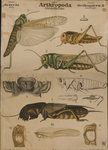 Arthropoda. Jnsecta. Orthoptera. II