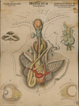 Mollusca. Cephalopoda.  Dibranchiata  &  Tetrabranchiata