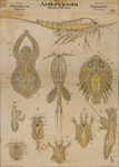 Arthropoda. Crustacea. Copepoda