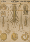 Arthropoda. Myriopoda. Chilopoda, Symphyla, Pauropoda