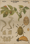 Arthropoda. Insecta. Coleoptera