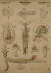 Molluska. Gastropoda. Pteropoda. Heteropoda