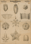Echinodermata. Pelmatozoa. Blastoidea