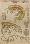 Arthropoda. Crustacea. Arthrostraca. (II Amphipoda)