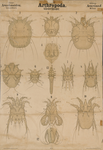 Arthropoda. Arachnoidea. Acarina. II