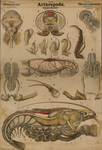 Arthropoda. Crustacea. Thoracostraca