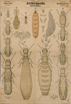 Arthropoda. Insecta. Orthoptera