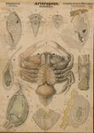 Arthropoda. Crustacea. Cirripedia suctoria (Rhizocephala)