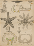 Echinodermata. Actinozoa. Asteroidea