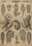 Arthropoda. Crustacea. Jsopoda parasitica (Entoniscidae)