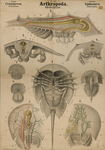 Arthropoda. Crustacea. Xiphosura