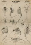Arthropoda. Crustacea. Decapoda