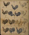 Tavola di genetica dei polli