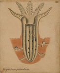 Alcyonium palmatum