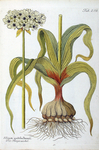 Allium multibulbosum