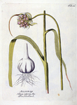 Allium off. - Allium sativum bot.