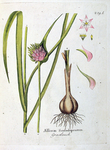 Allium Scorodoprasum
