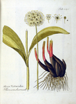 Allium Victorialis