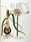 Allium viviparum