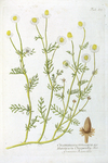 Chamomilla vulgaris off. - Matricaria Chamomilla bot.