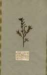 Heliotropium indicum