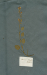 Hermannia althaeifolia