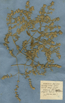 Marrubium foliis ovato-lanceolatis serratis