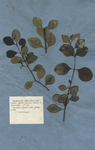 Maurocenia foliis obverse ovatis serratis