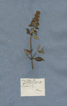 Salvia baccifera