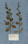Anagallis aquatica rotundo folio