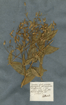 Saponaria calycibus pyramidatis
