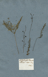 Lentibularia