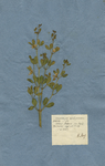 Zygophyllum capitulis prismatico-pentaedris