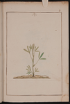Tavole di botanica