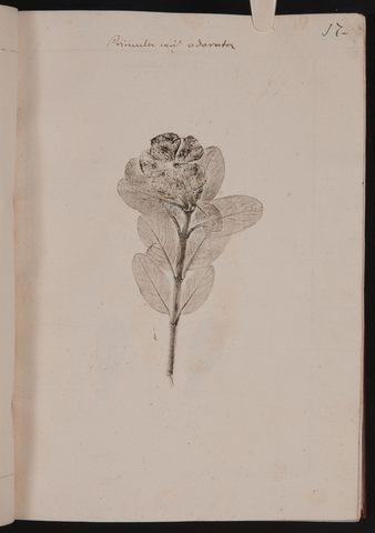 Anteprima dell'oggetto