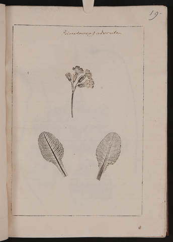 Anteprima dell'oggetto