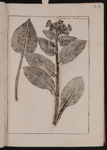 Anteprima dell'oggetto