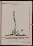 Abrotanum alpinum