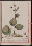 Aconitum alpinum pardalianches