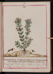 Clinopodium alpinum hirsutum