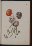 Ranunculus orientalis. Anemone