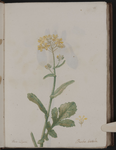 Beta vulgaris. Barba-bietola