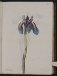 Iris xyphium